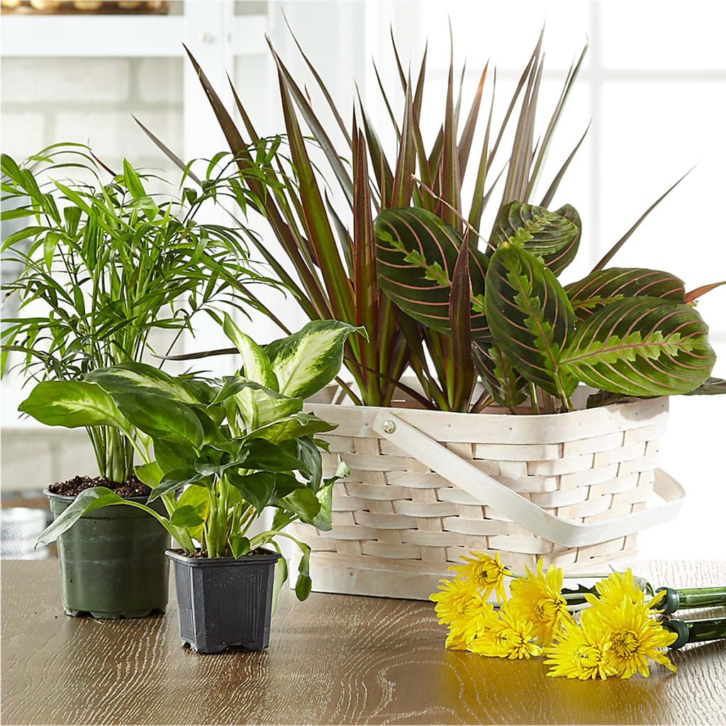 Florist Designed Blooming and Green Plants in a Basket – The Colonial Florist And Gift Shop, Huntingdon PA
