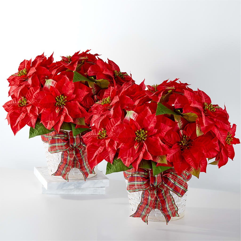 Happiest Holidays Poinsettia Bundle – The Colonial Florist And Gift Shop, Huntingdon PA