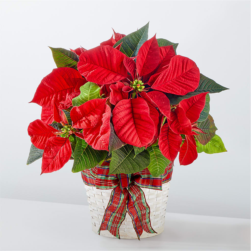 Happiest Holidays Poinsettia – The Colonial Florist And Gift Shop, Huntingdon PA