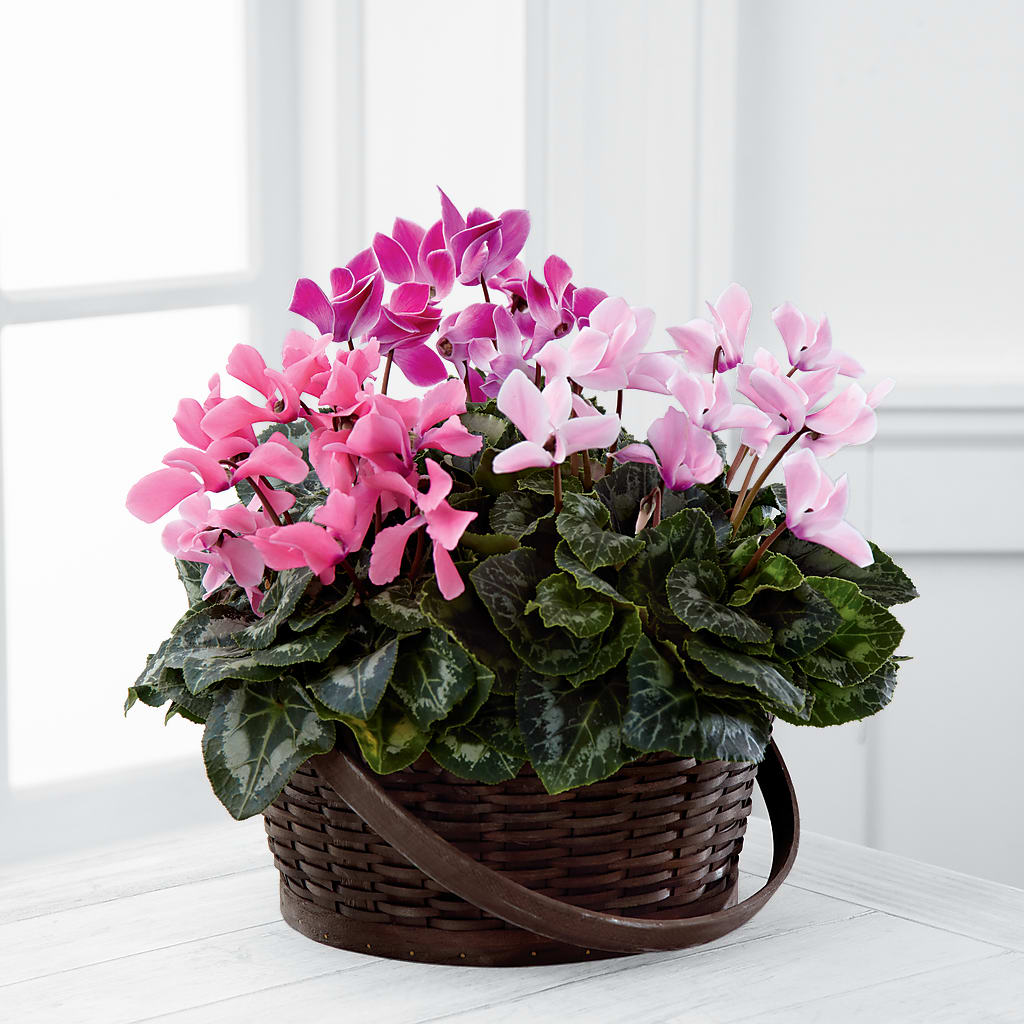 Mixed Cyclamen Planter – The Colonial Florist And Gift Shop, Huntingdon PA