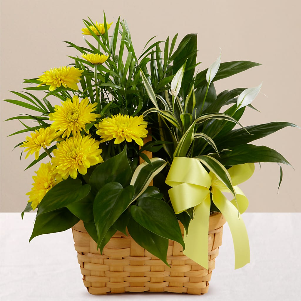 Loving Light Dishgarden – The Colonial Florist And Gift Shop, Huntingdon PA