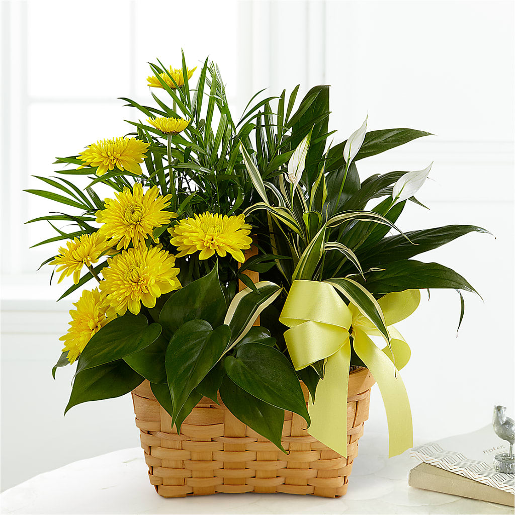 Loving Light Dishgarden – The Colonial Florist And Gift Shop, Huntingdon PA