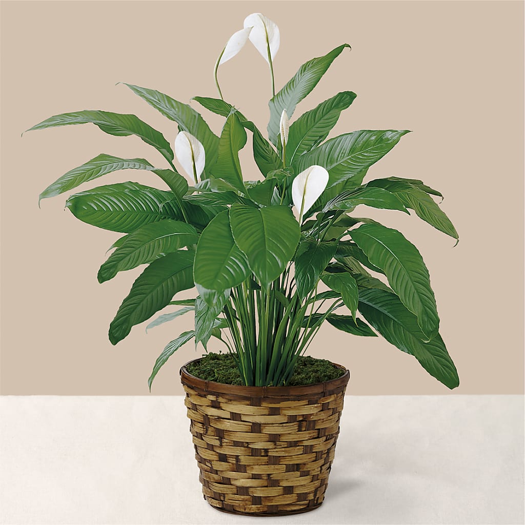 Tranquil Moments Peace Lily Plant – The Colonial Florist And Gift Shop, Huntingdon PA