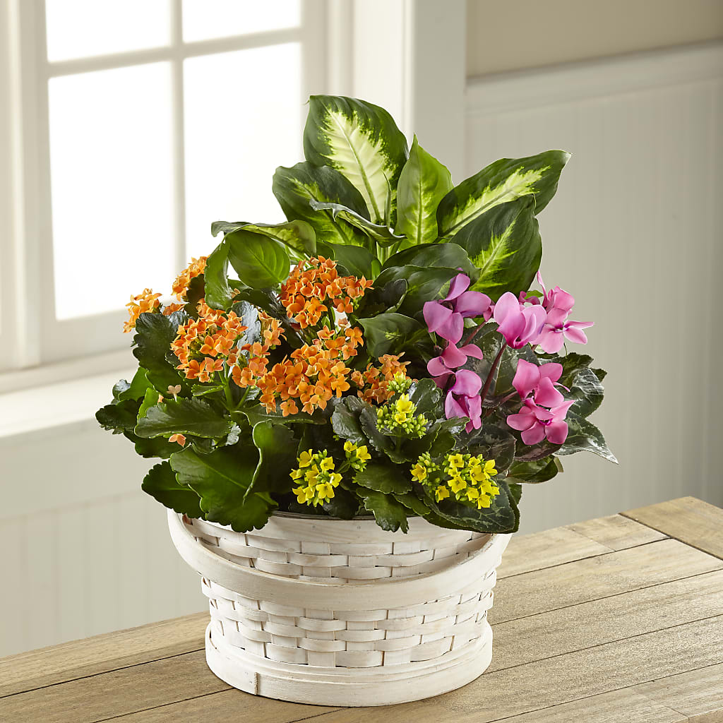 Color Crush Dishgarden – The Colonial Florist And Gift Shop, Huntingdon PA