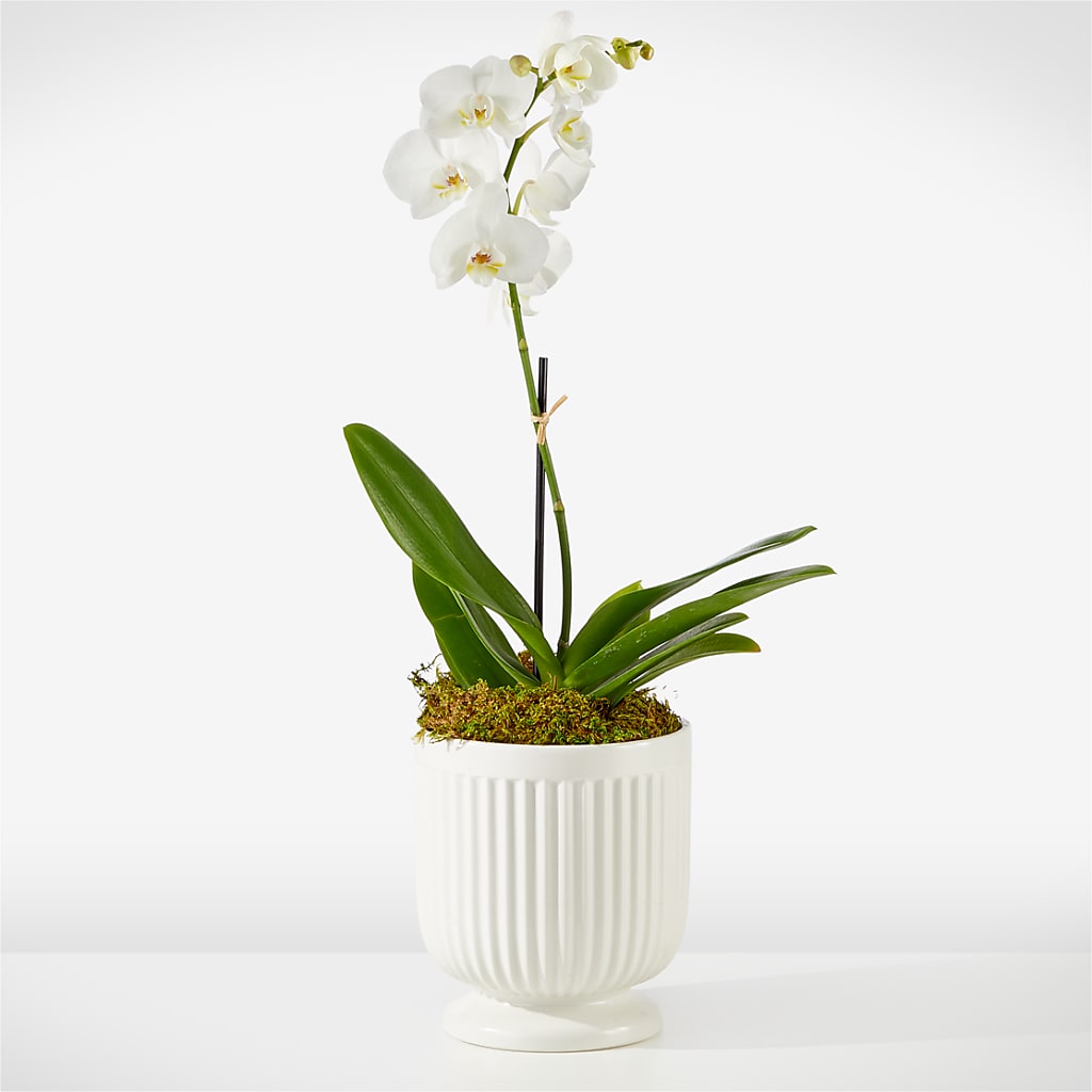 Whispering White Orchid – The Colonial Florist And Gift Shop, Huntingdon PA
