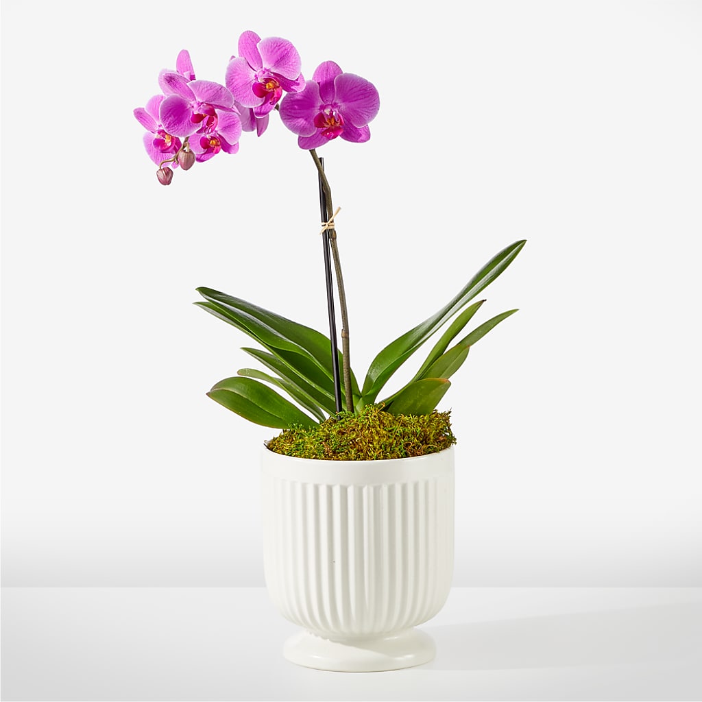 Friendly Fuchsia Orchid – The Colonial Florist And Gift Shop, Huntingdon PA