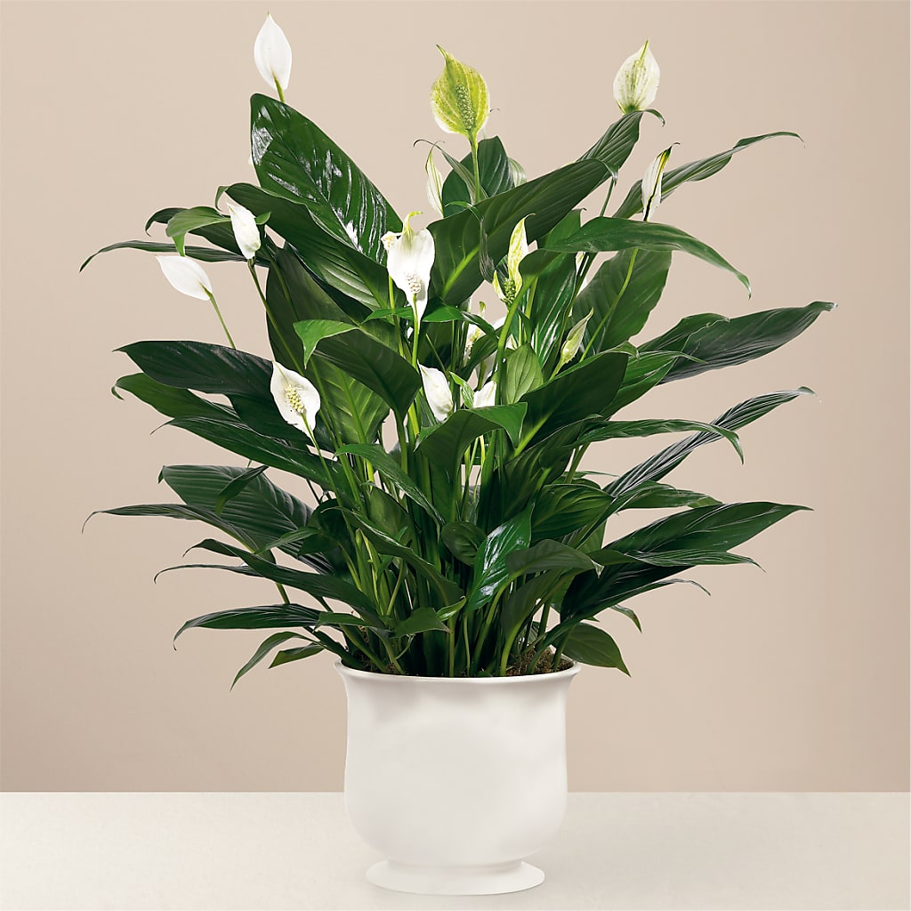Comfort Planter – The Colonial Florist And Gift Shop, Huntingdon PA