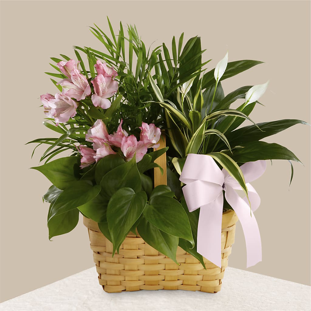 Living Spirit Dishgarden – The Colonial Florist And Gift Shop, Huntingdon PA