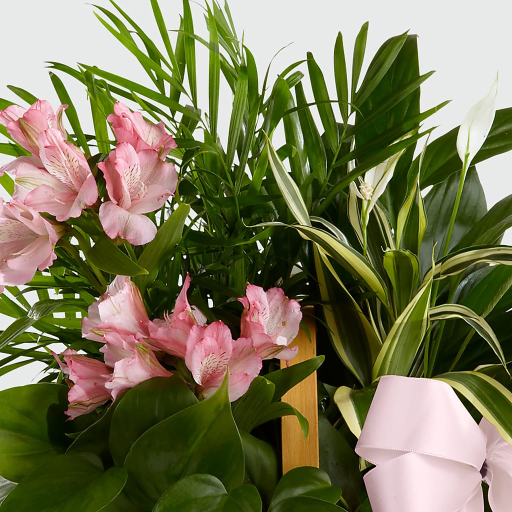 Living Spirit Dishgarden – The Colonial Florist And Gift Shop, Huntingdon PA