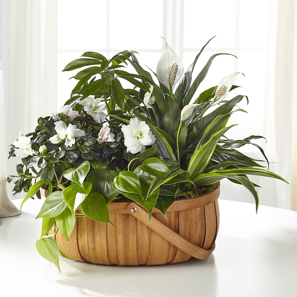 Serene Dishgarden – The Colonial Florist And Gift Shop, Huntingdon PA