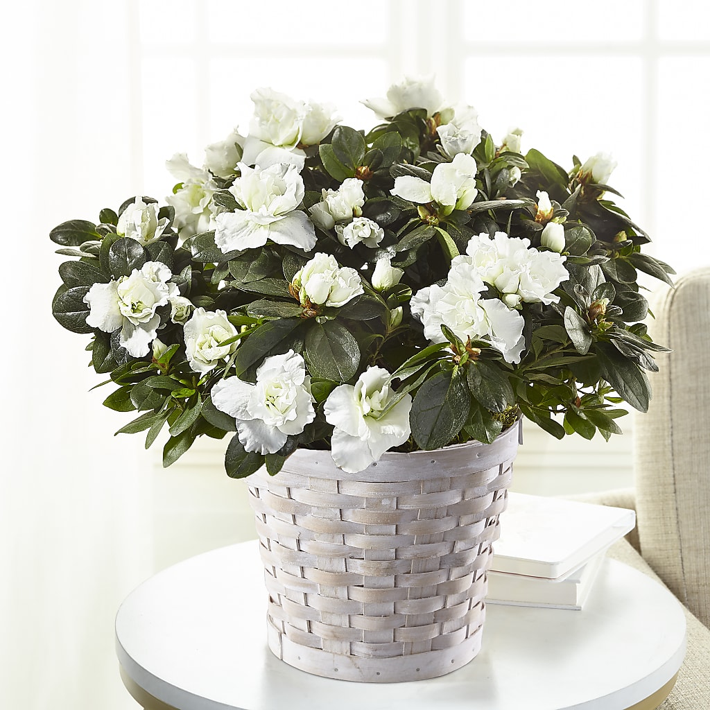 White Azalea Plant – The Colonial Florist And Gift Shop, Huntingdon PA
