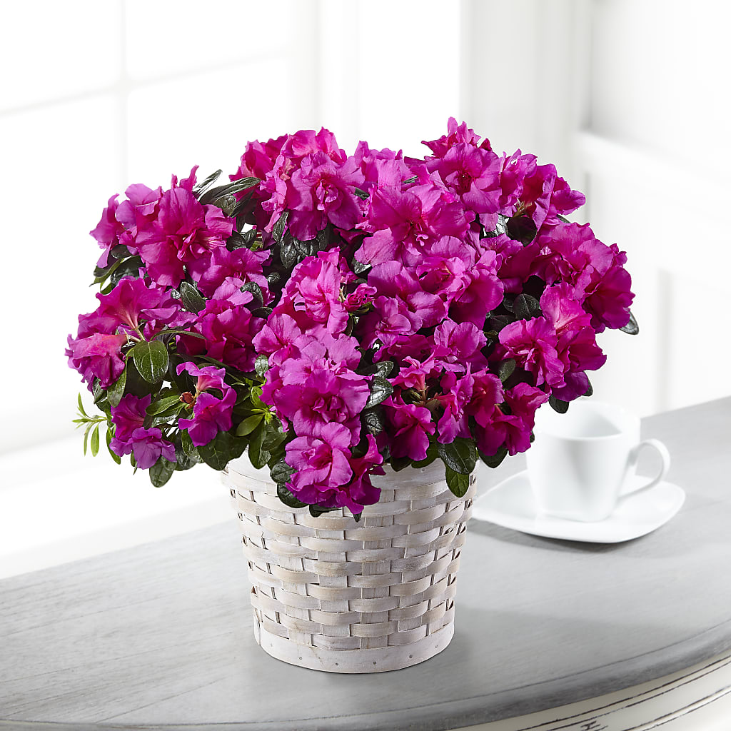 Hope & Serenity Azalea Plant – The Colonial Florist And Gift Shop, Huntingdon PA