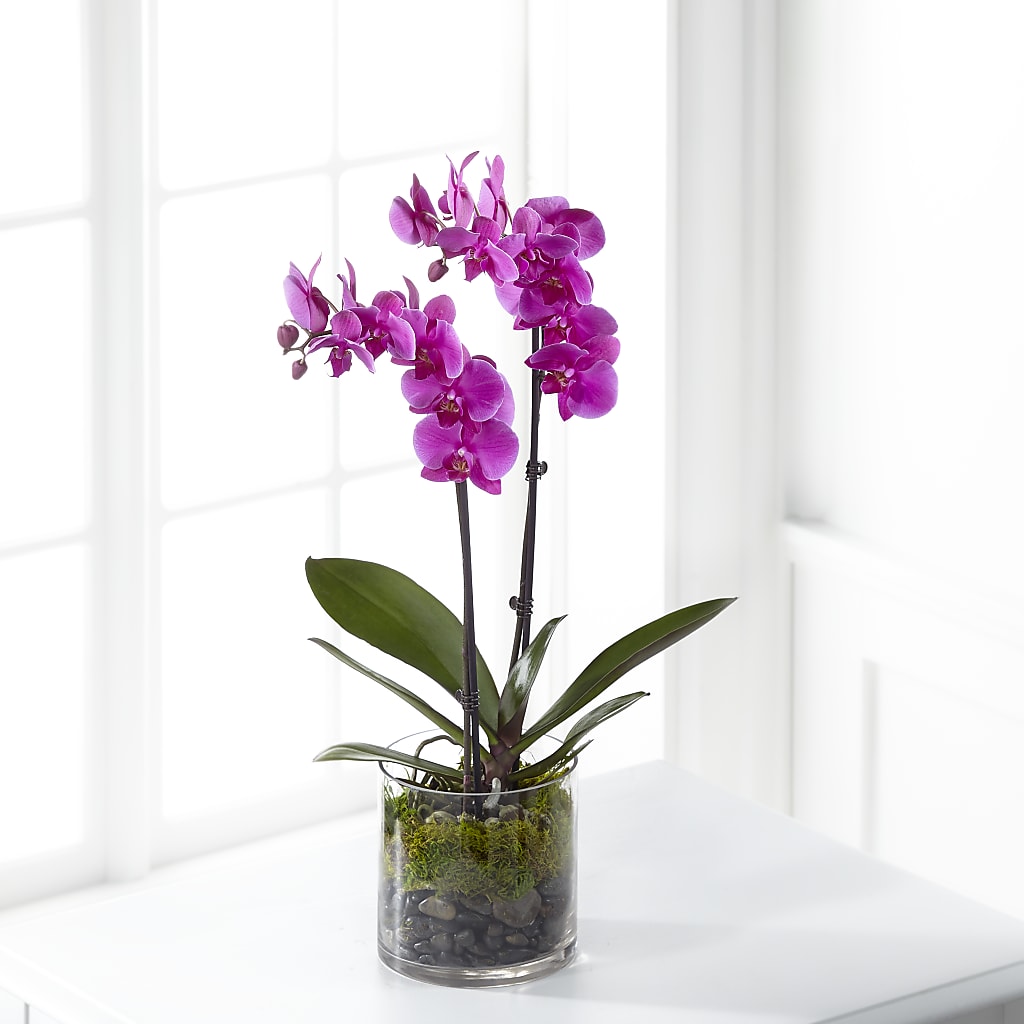 Pink Orchid Plant – The Colonial Florist And Gift Shop, Huntingdon PA