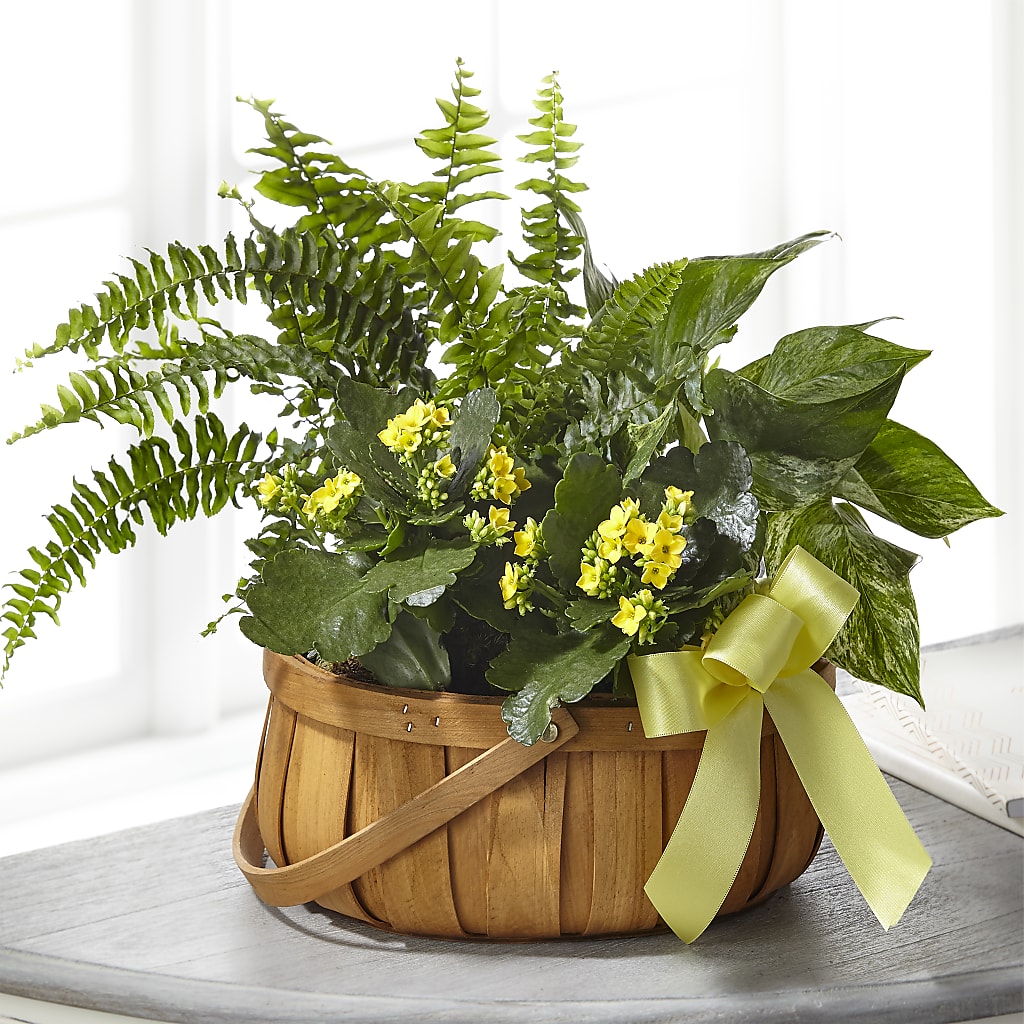 Always Dear Dishgarden – The Colonial Florist And Gift Shop, Huntingdon PA