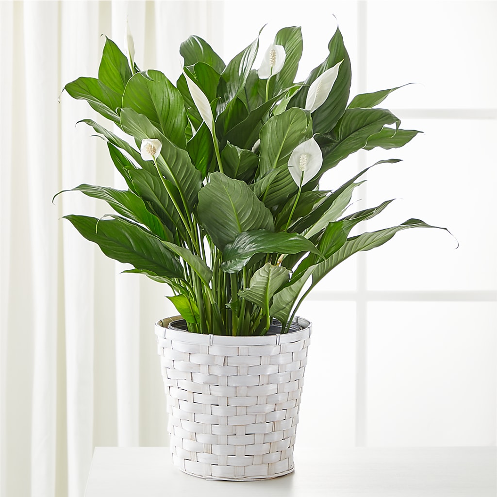 A New Leaf Peace Lily – The Colonial Florist And Gift Shop, Huntingdon PA