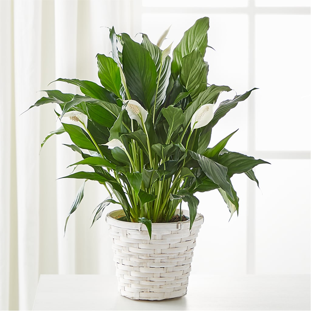 A New Leaf Peace Lily – The Colonial Florist And Gift Shop, Huntingdon PA