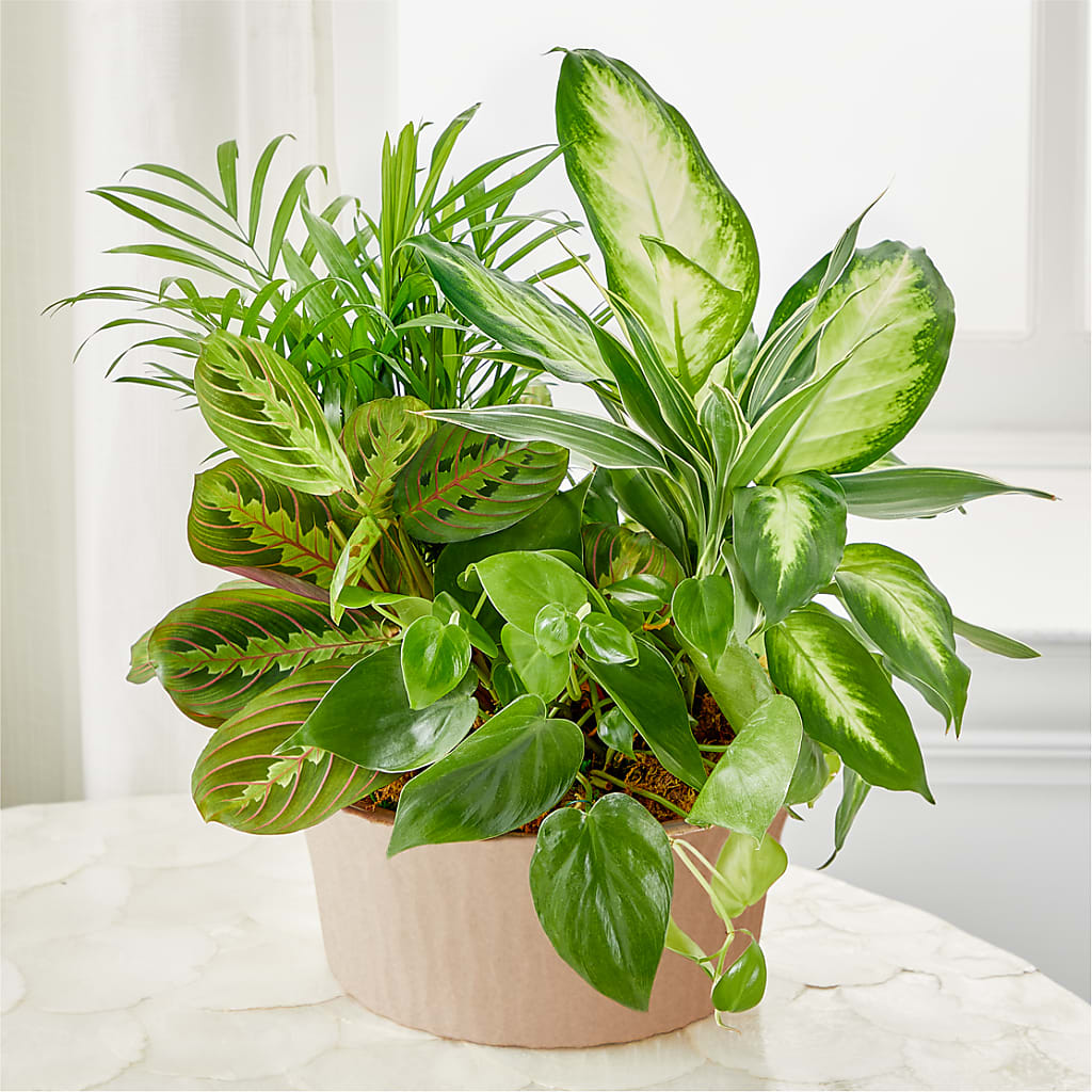 Balance & Harmony Dishgarden – The Colonial Florist And Gift Shop, Huntingdon PA