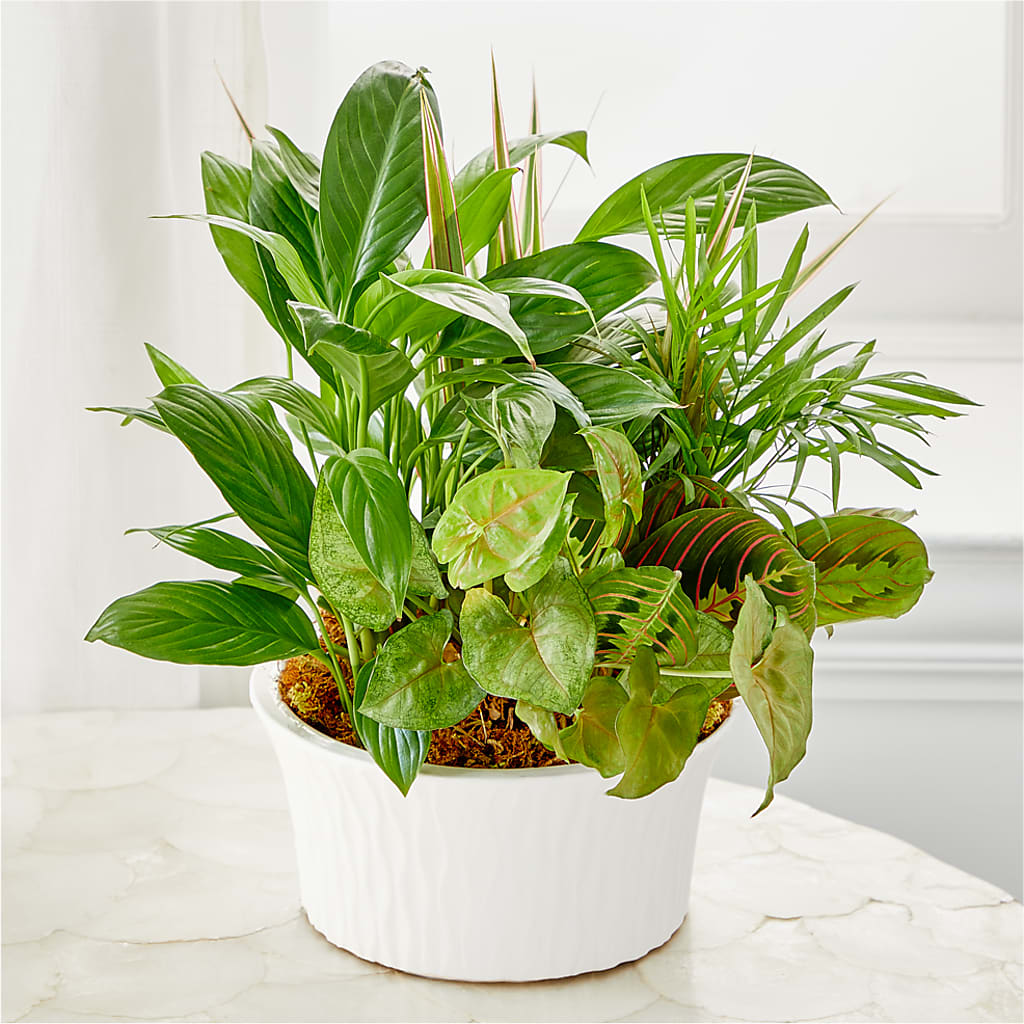 Balance & Harmony Dishgarden – The Colonial Florist And Gift Shop, Huntingdon PA