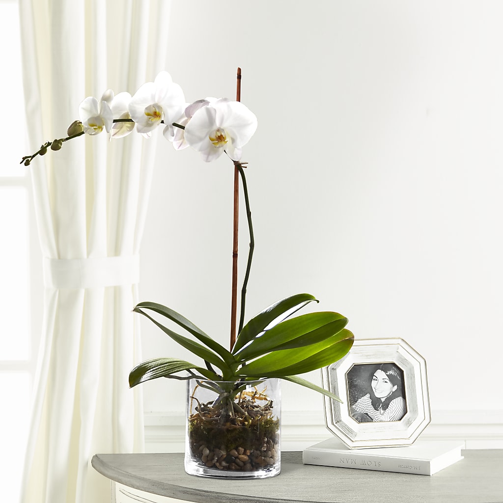 White Orchid Planter – The Colonial Florist And Gift Shop, Huntingdon PA