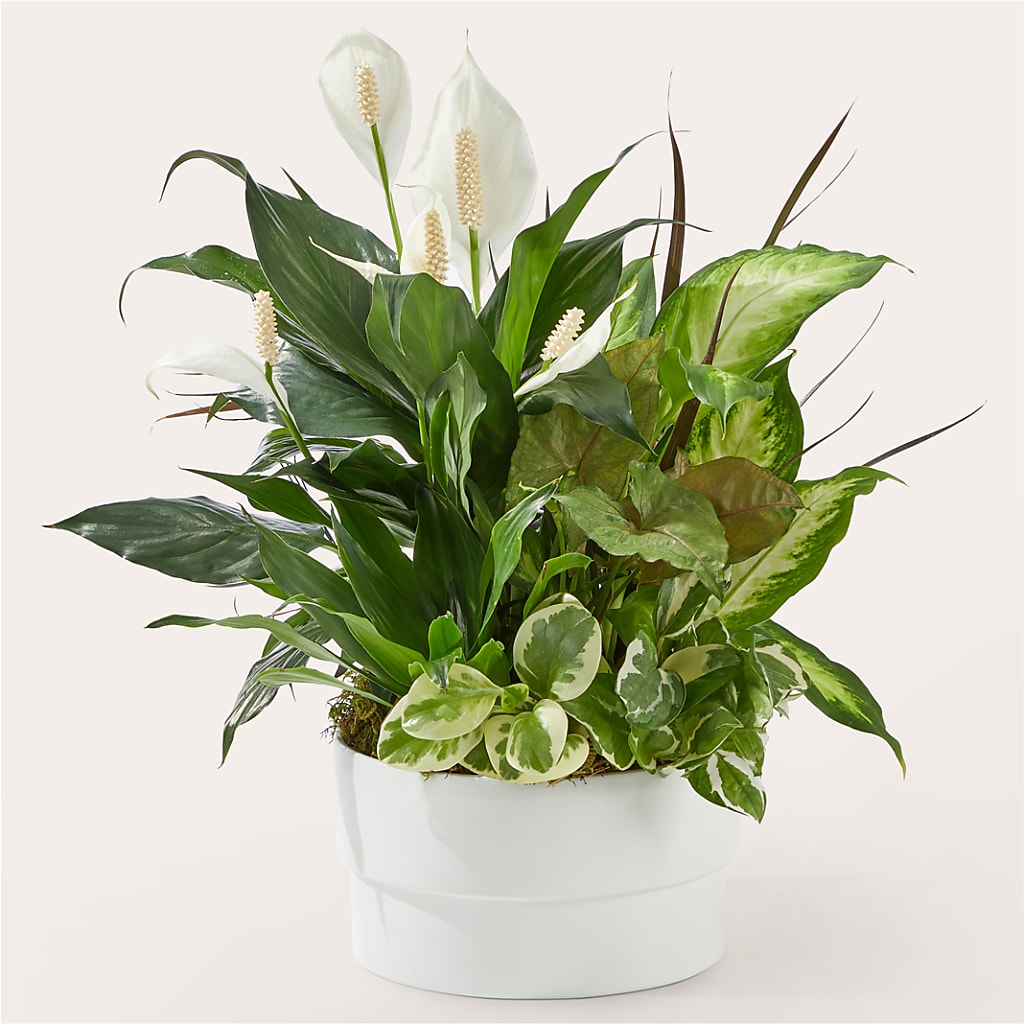 Radiating Positivity Dishgarden – The Colonial Florist And Gift Shop, Huntingdon PA