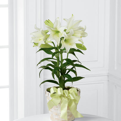 Easter Lily Plant –  The Colonial Florist And Gift Shop, Huntingdon PA