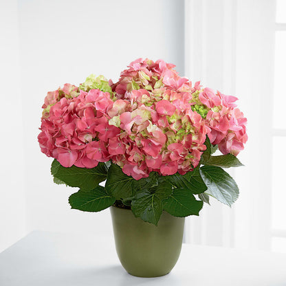 Pink Hydrangea Planter –  The Colonial Florist And Gift Shop, Huntingdon PA
