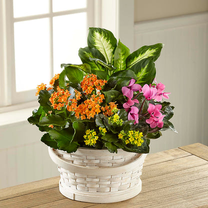 Color Crush Dishgarden –  The Colonial Florist And Gift Shop, Huntingdon PA
