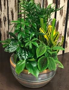 Dish Garden –  The Colonial Florist And Gift Shop, Huntingdon PA