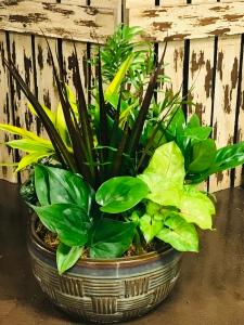Dish Garden –  The Colonial Florist And Gift Shop, Huntingdon PA