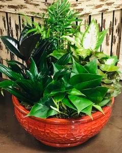 Dish Garden –  The Colonial Florist And Gift Shop, Huntingdon PA
