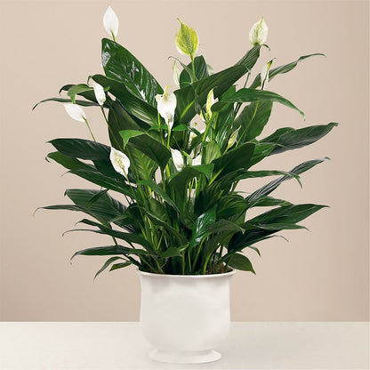 Comfort Planter –  The Colonial Florist And Gift Shop, Huntingdon PA