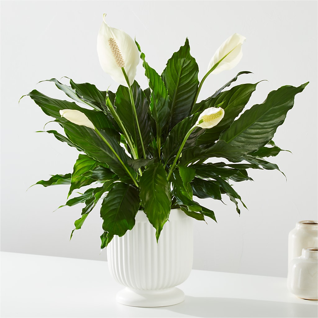 Comfort Planter –  The Colonial Florist And Gift Shop, Huntingdon PA