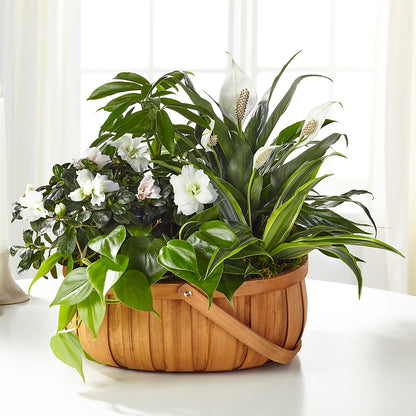 Serene Dishgarden –  The Colonial Florist And Gift Shop, Huntingdon PA