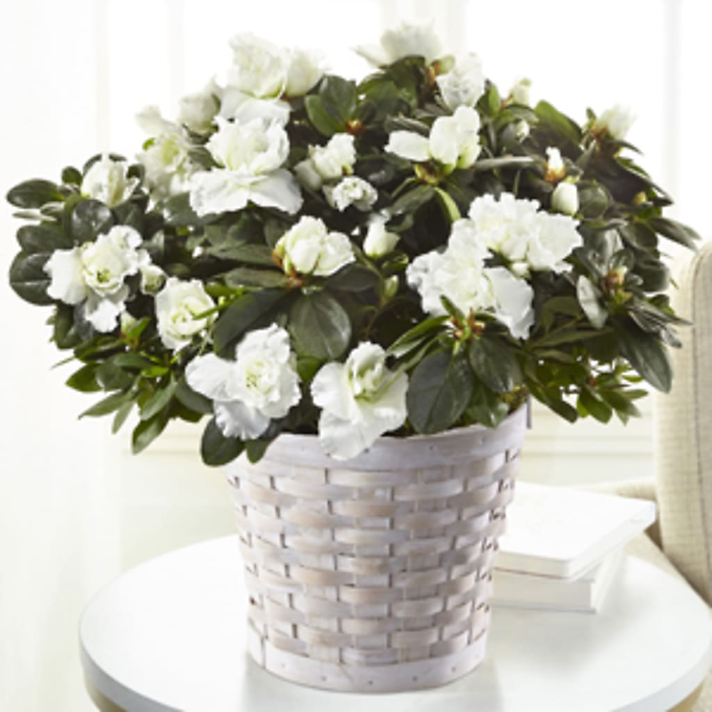 White Azalea Plant –  The Colonial Florist And Gift Shop, Huntingdon PA