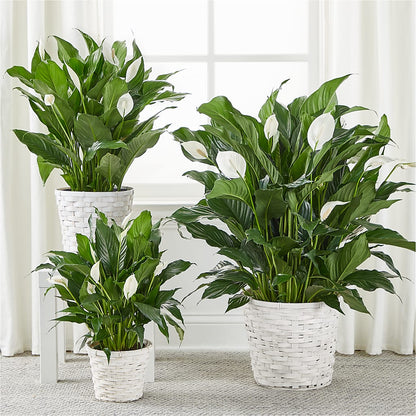 A New Leaf Peace Lily –  The Colonial Florist And Gift Shop, Huntingdon PA
