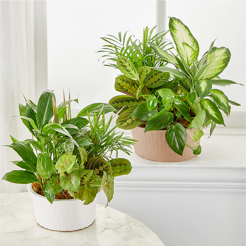 Balance & Harmony Dishgarden –  The Colonial Florist And Gift Shop, Huntingdon PA