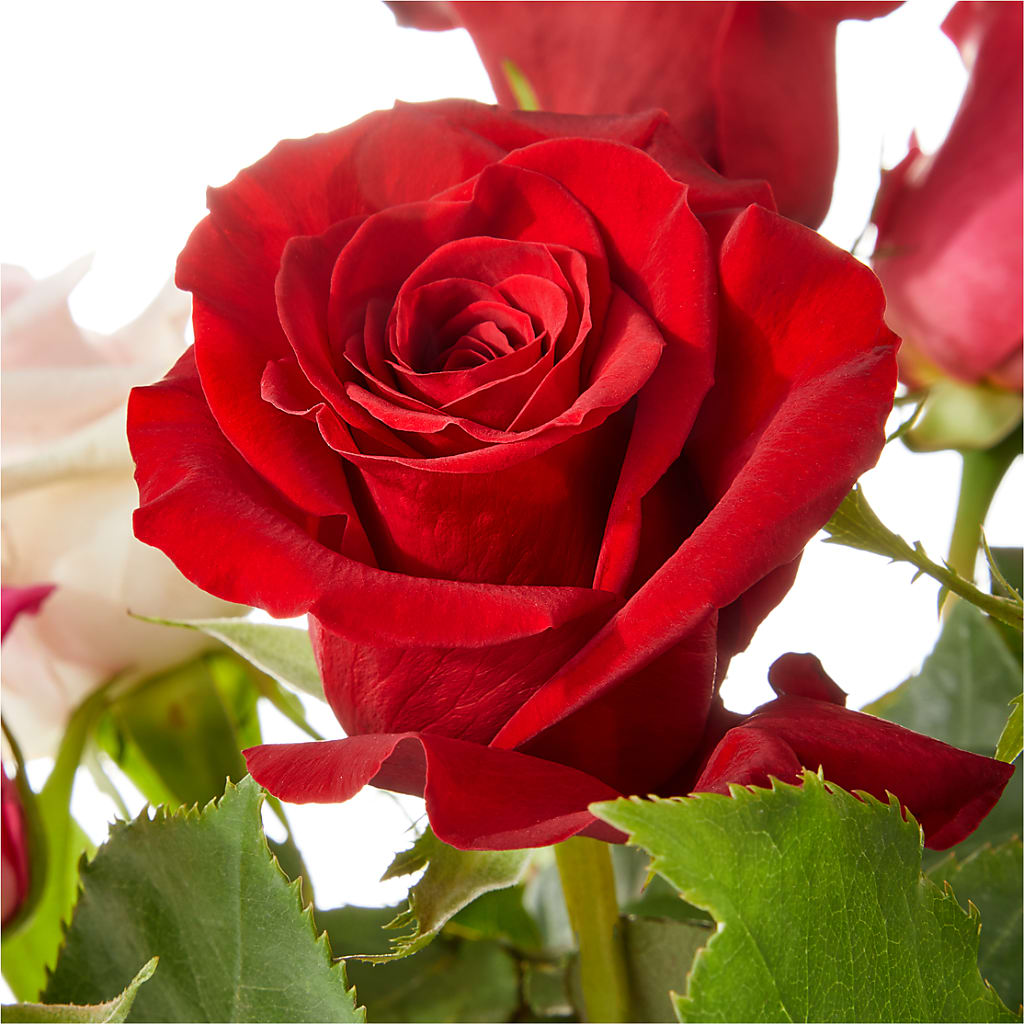 Love Notes Rose Bouquet –  The Colonial Florist And Gift Shop, Huntingdon PA